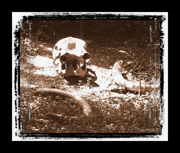 Elephant Grave