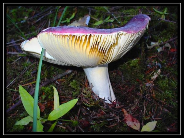 Mushroom
