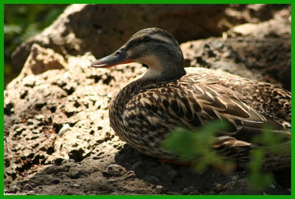 Female Mallard Duck
