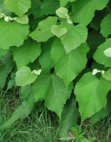 Green Leaf Man