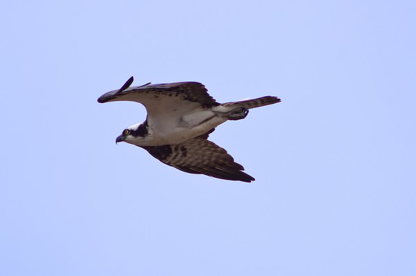 Osprey Hawk
