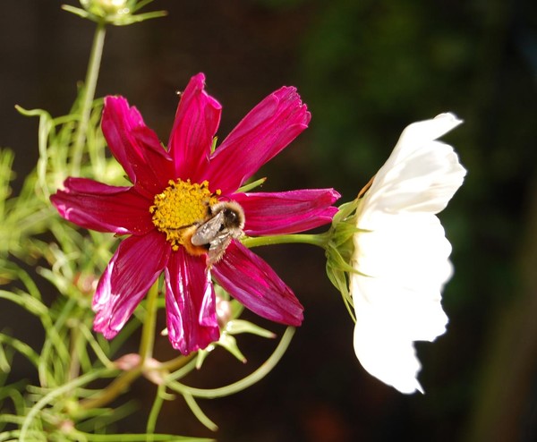 Summer visitor