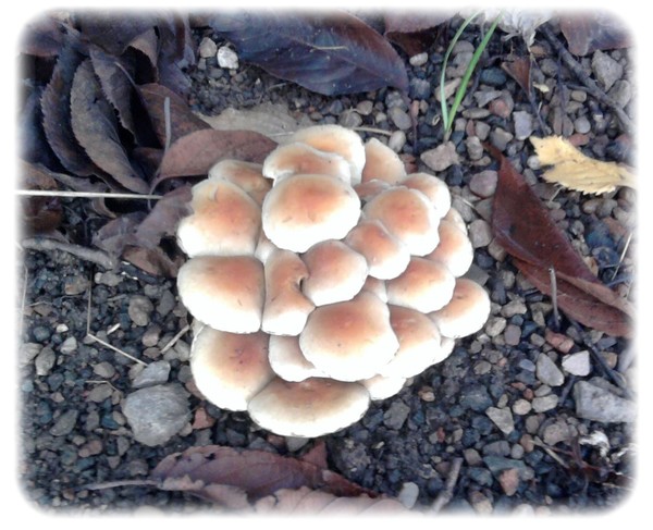 Winter Fungi