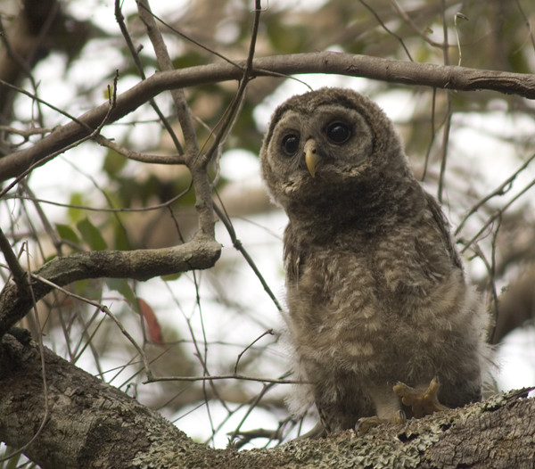Baby Owl.