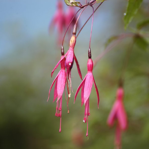 the wild fuschia in colour