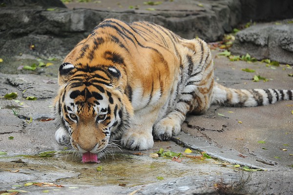Tiger Drinking