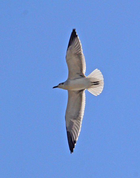 Seagull