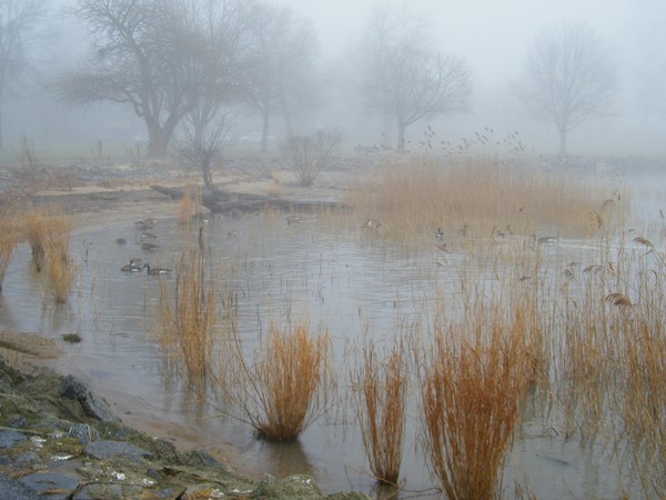 Fog in Battery Park