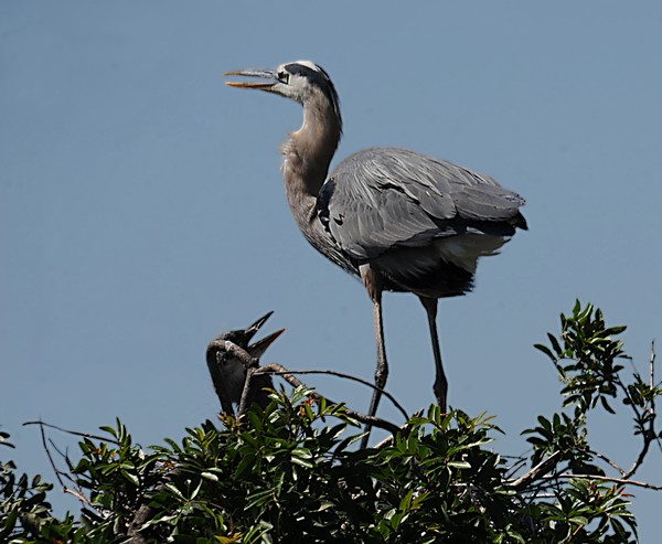 Great Blue Herons in Nest