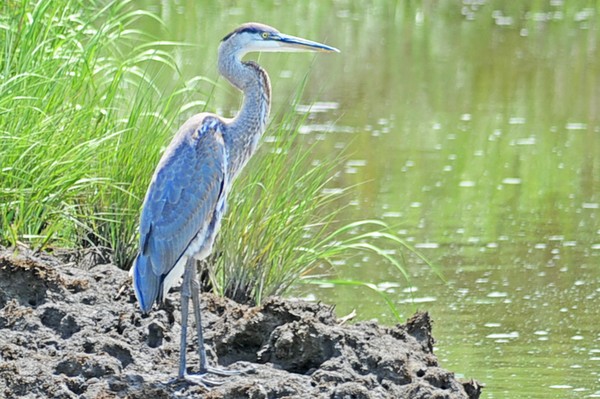 Great Blue Heron