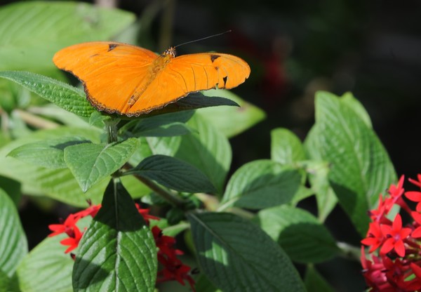 Orange Butterfly