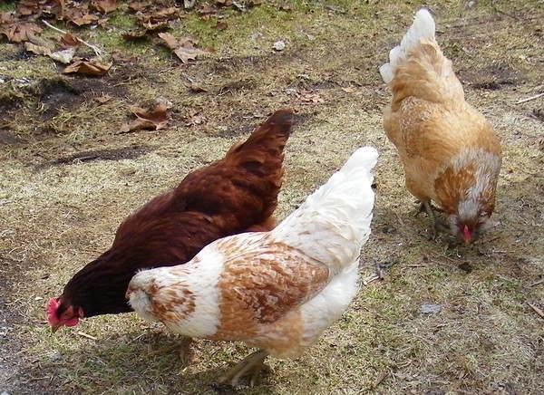 Ruth's Chickens