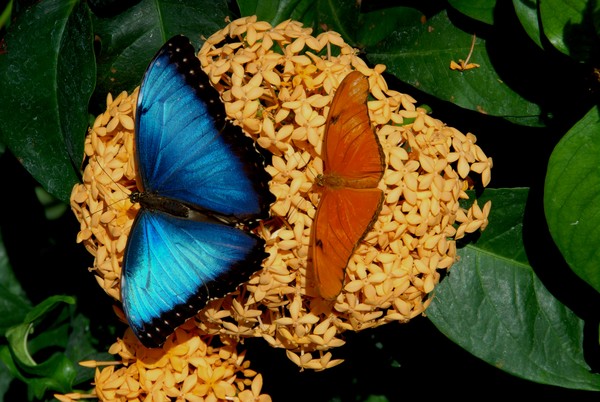 Blue and Orange Butterflies