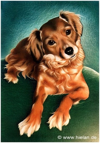 Portrait of a Dog