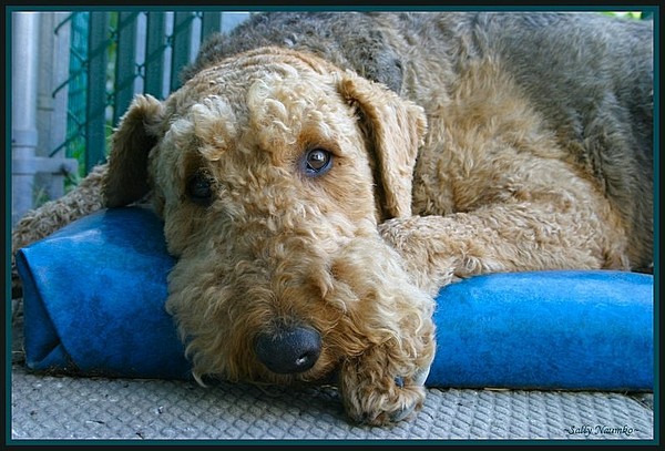 Teddy