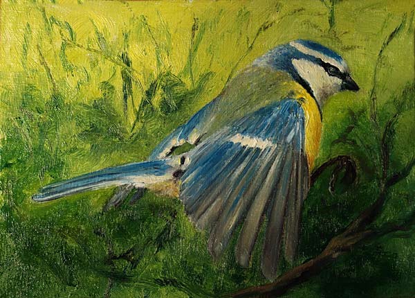 Blue Tit