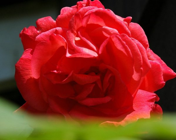 Shy Rose