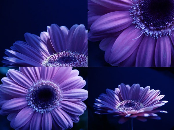 Collective Blues