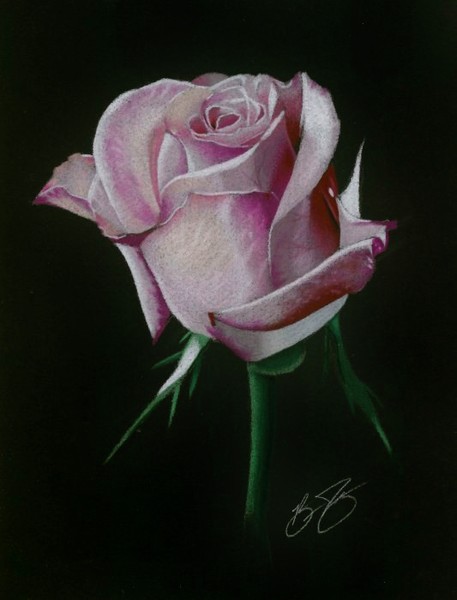 rose colored pencil drawing