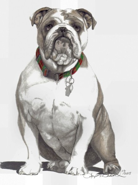 Dog Portrait