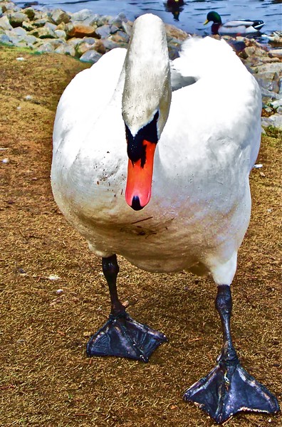When Swans Attack!
