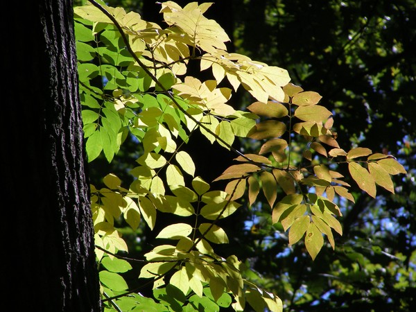 Early fall Michigan