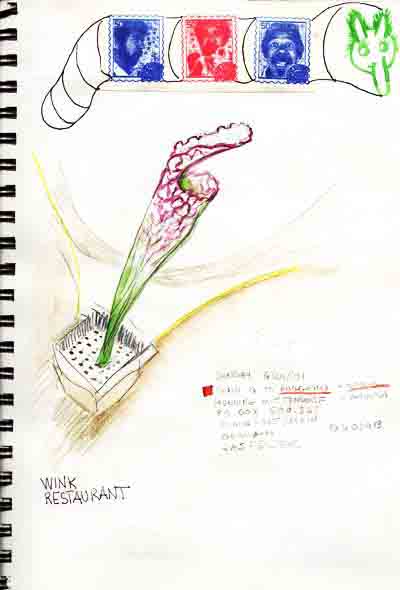 Pitcher Plant Picture