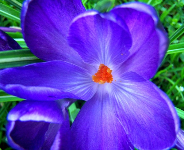 Purple Crocus