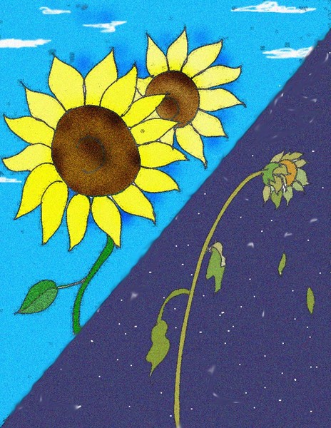 Sunflower