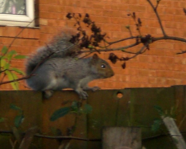 Looking for nuts