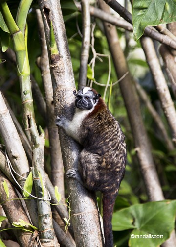 Tamarin Monkey
