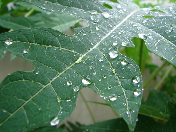 rainy day