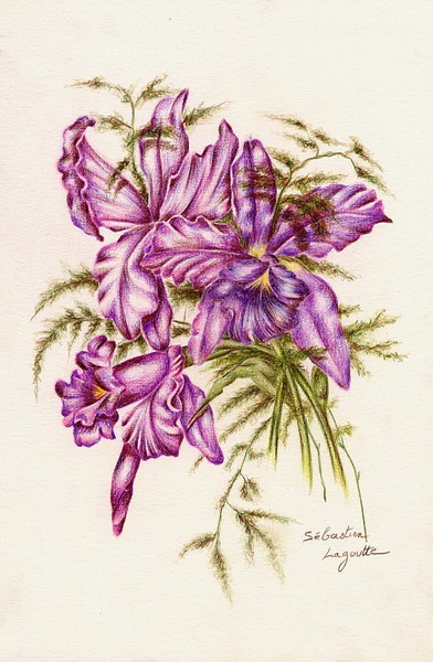 Orchidée