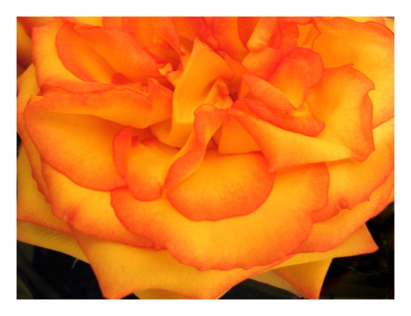 Valentines Rose