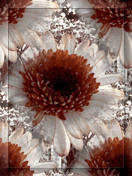 Earth Toned Gerberas (Five)