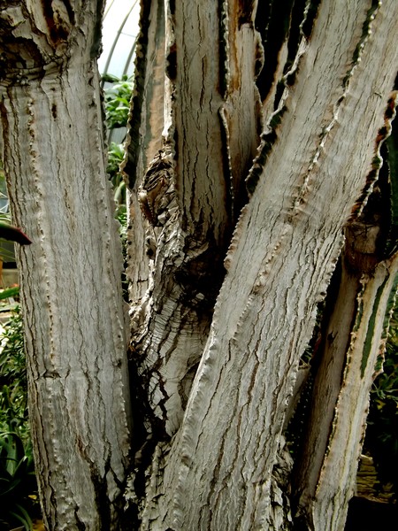 Tall Trees In The Green House (Three)