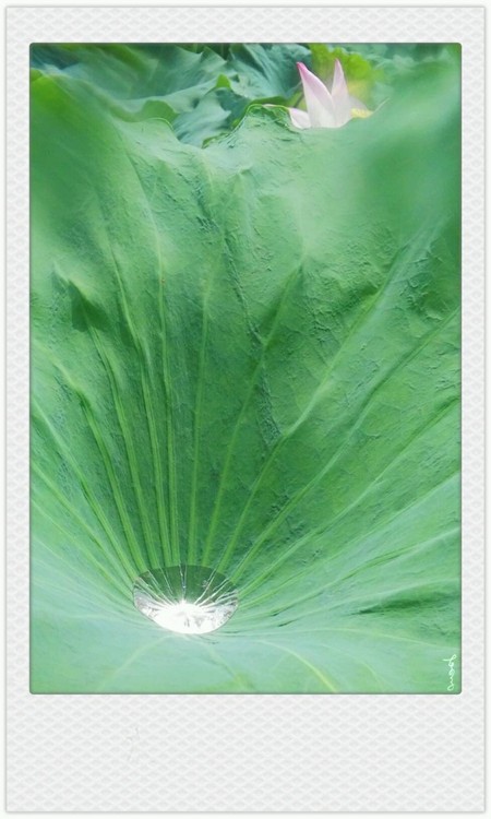Lotus Pear
