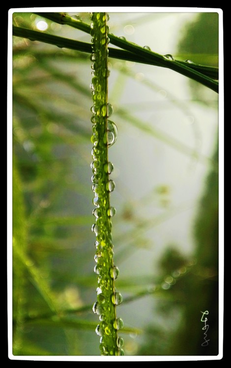 Dewdrops