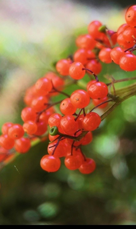 red fruits