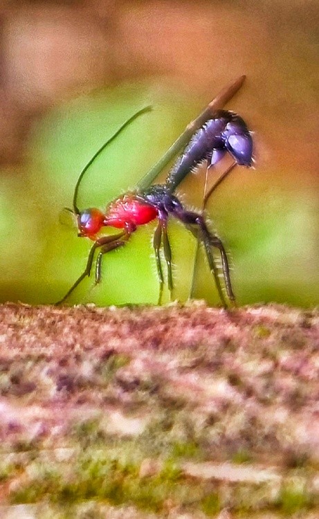 red threat