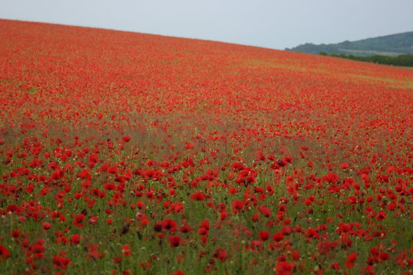 poppy field