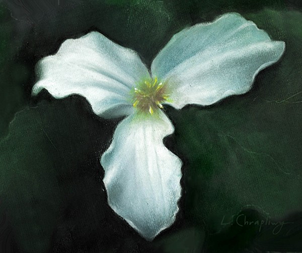 White Flower