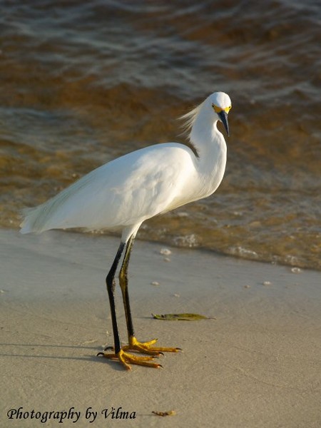 With Feathers as White as Snow