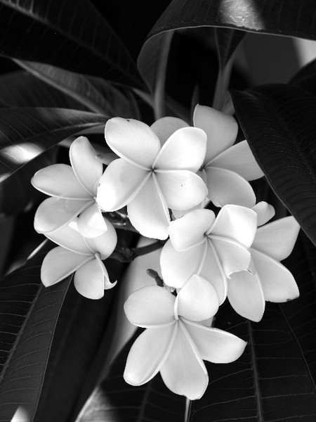 Beauty Is Simple
