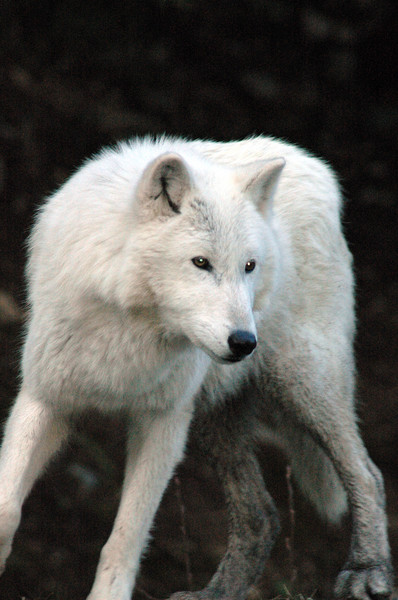 The White Wolf