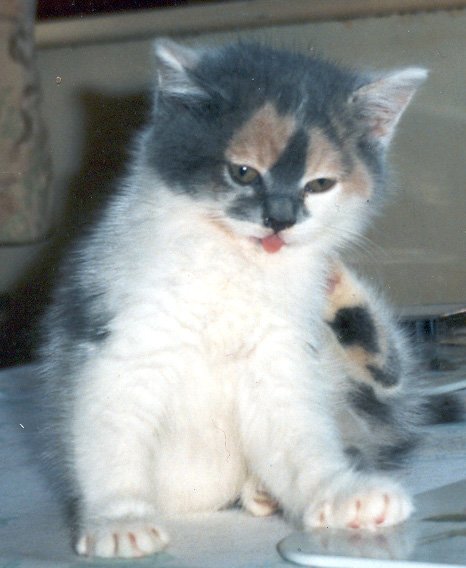 Beautiful Kitten