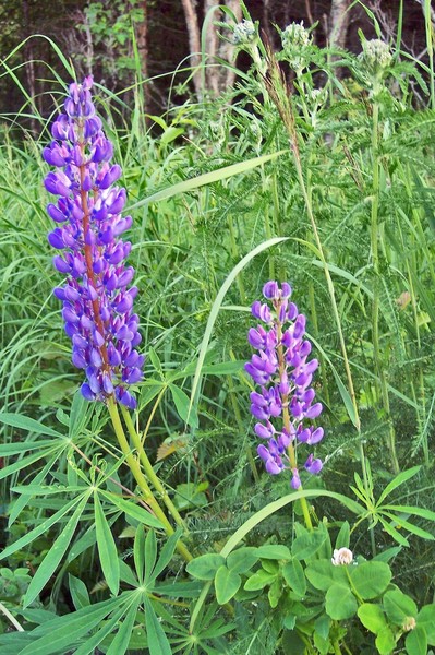 Blooming Bluebells