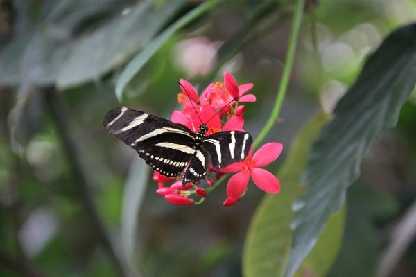 Zebra Longwing butterfly