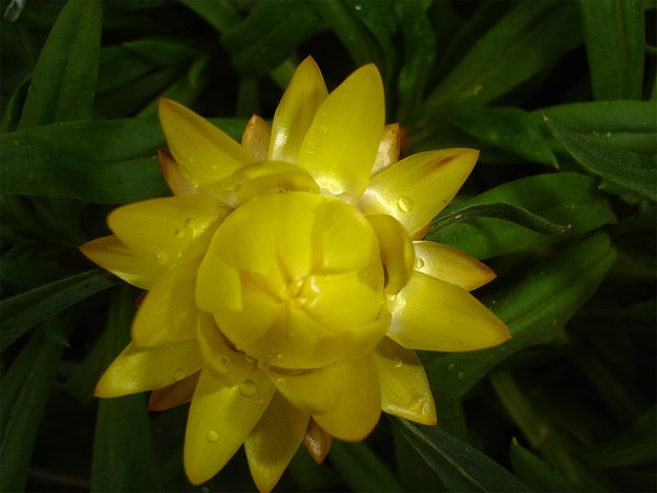 Golden Flower