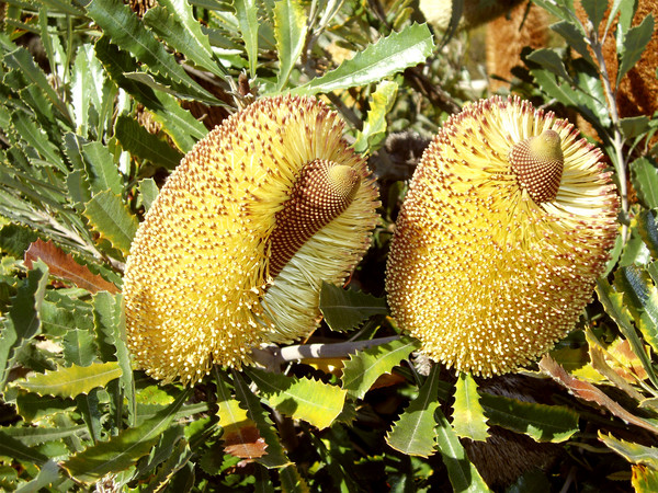Yellow Proteaceae